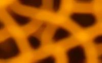 Yeastles-Orange Close-up [By.Cor][1440x900]
